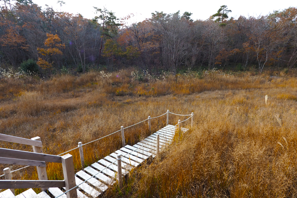“观景台”最前端。位于湿地最中心地区，可以近距离感受大自然。