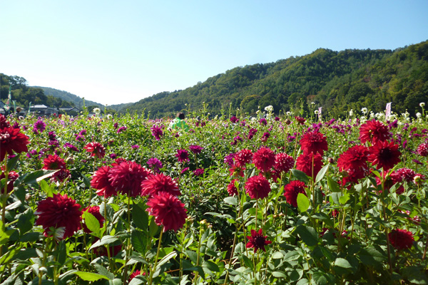 放眼望去满目皆是大丽花，共计约300个品种。秋季时还可以前来采摘花朵（1朵50日元起）。