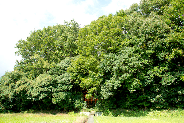 The forest of Neko-jinja (Senkichi Inari)