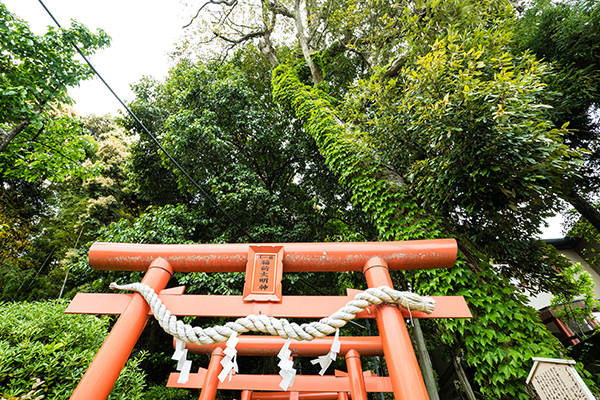 The giant tree of Kuromitsu-inari-jinja