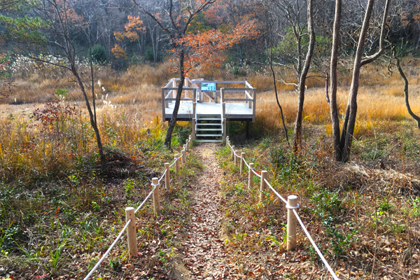 The observation deck channels the Maruyama Wetlands’ healing power
