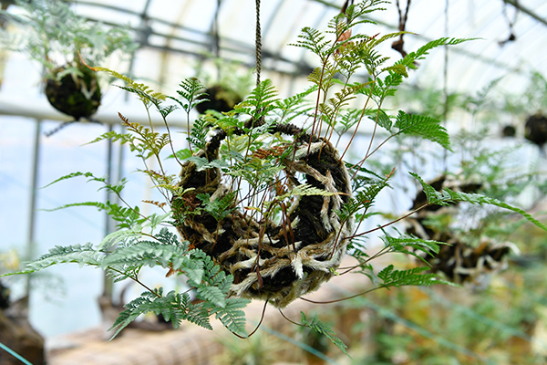 Only two farms in Japan specialize in growing tsurishinobu