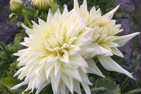 A white dahlia means “thank you”