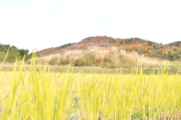 Rice grown in Nishitani is also sold here