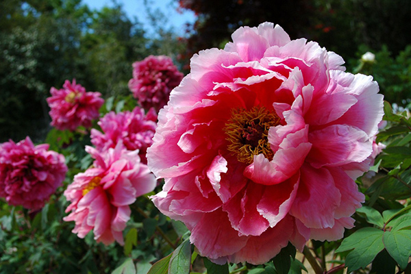 Gorgeous botan in full bloom