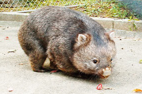 Fuku, everyone’s favorite wombat at Satsukiyama Zoo