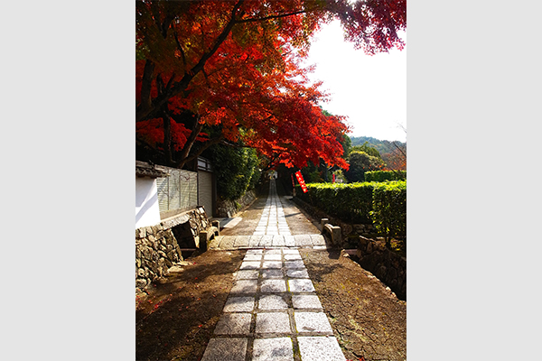 The long stone-paved approach to the temple