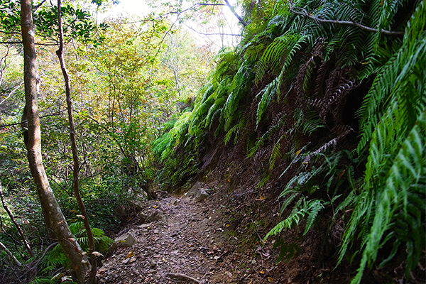 Path covered in ferns