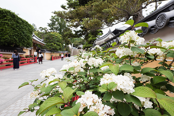 나카야마데라 절의 꽃 참배길에 핀 불두화.