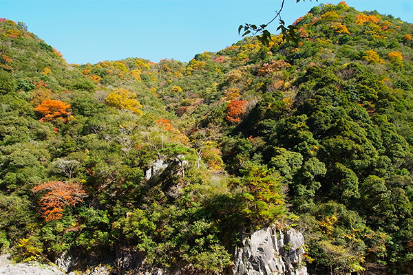 武庫川沿いに山の木々の絶景が連なっています。