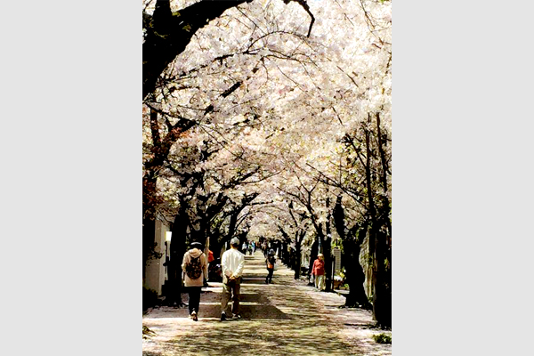 宝塚市寿楽荘（野上）周辺の桜のトンネル